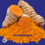 Le curcuma pour le cheval