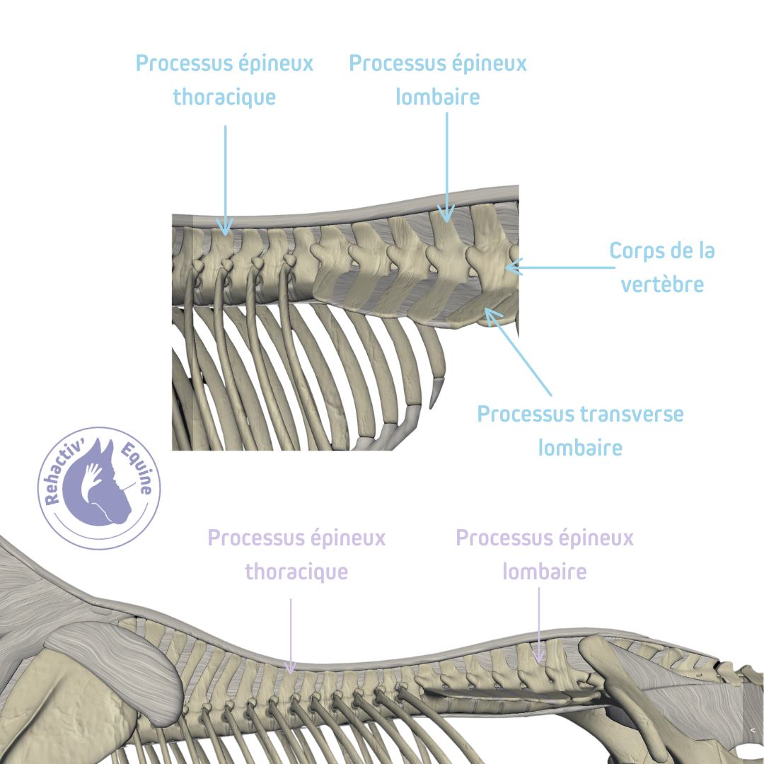 Conflit de processus épineux