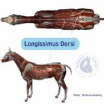 Longissimus dorsi du cheval : le lien entre le dos et l'encolure