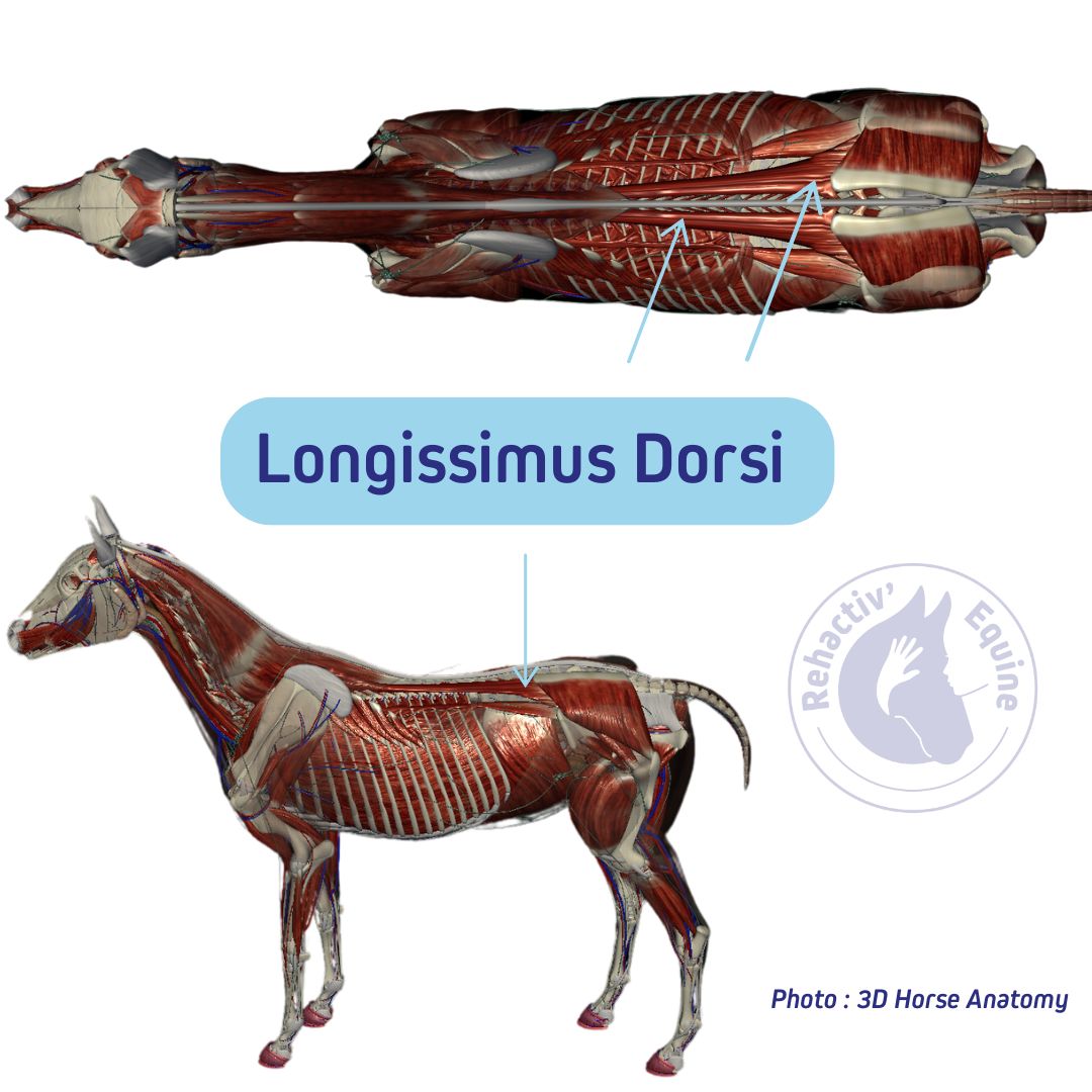 Longissimus dorsi du cheval : le lien entre le dos et l'encolure