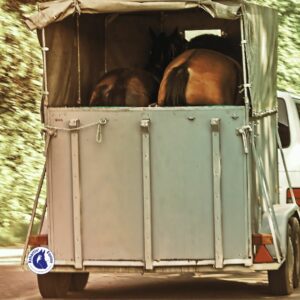 stress du cheval lors du transport