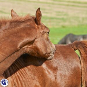 Cheval alezan qui se gratte