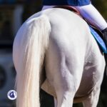 Cheval qui porte sa queue de travers : indicatif de pathologie ?