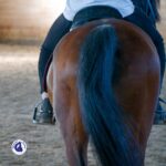 Cheval avec une dissymétrie des muscles fessiers