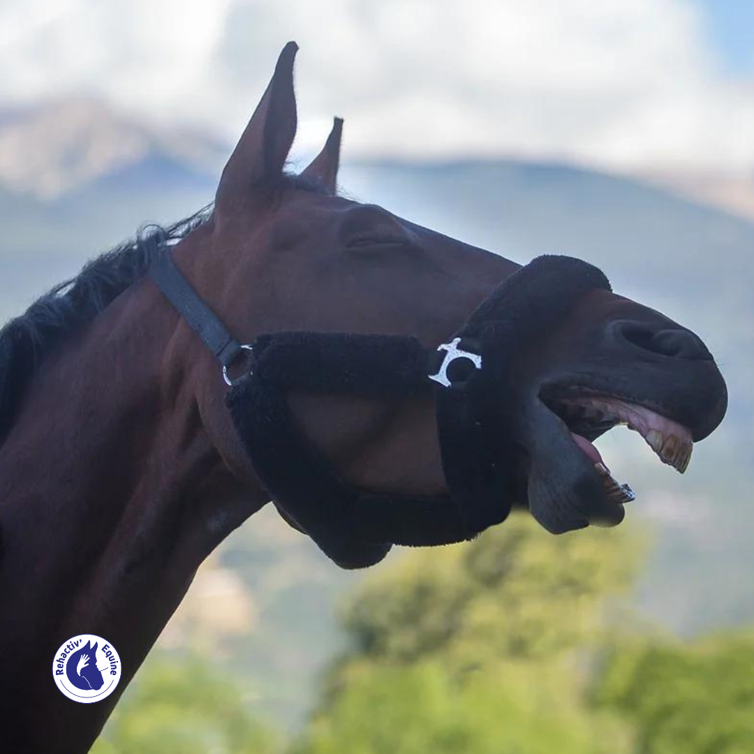 Cheval qui baille pendant un massage