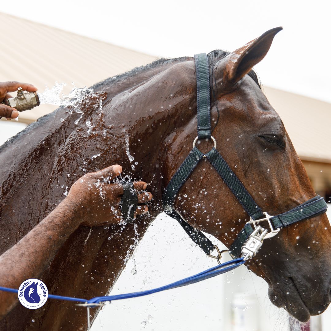 doucher son cheval