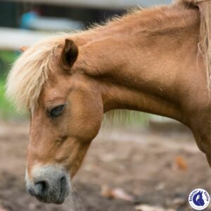 La dépression chez le cheval