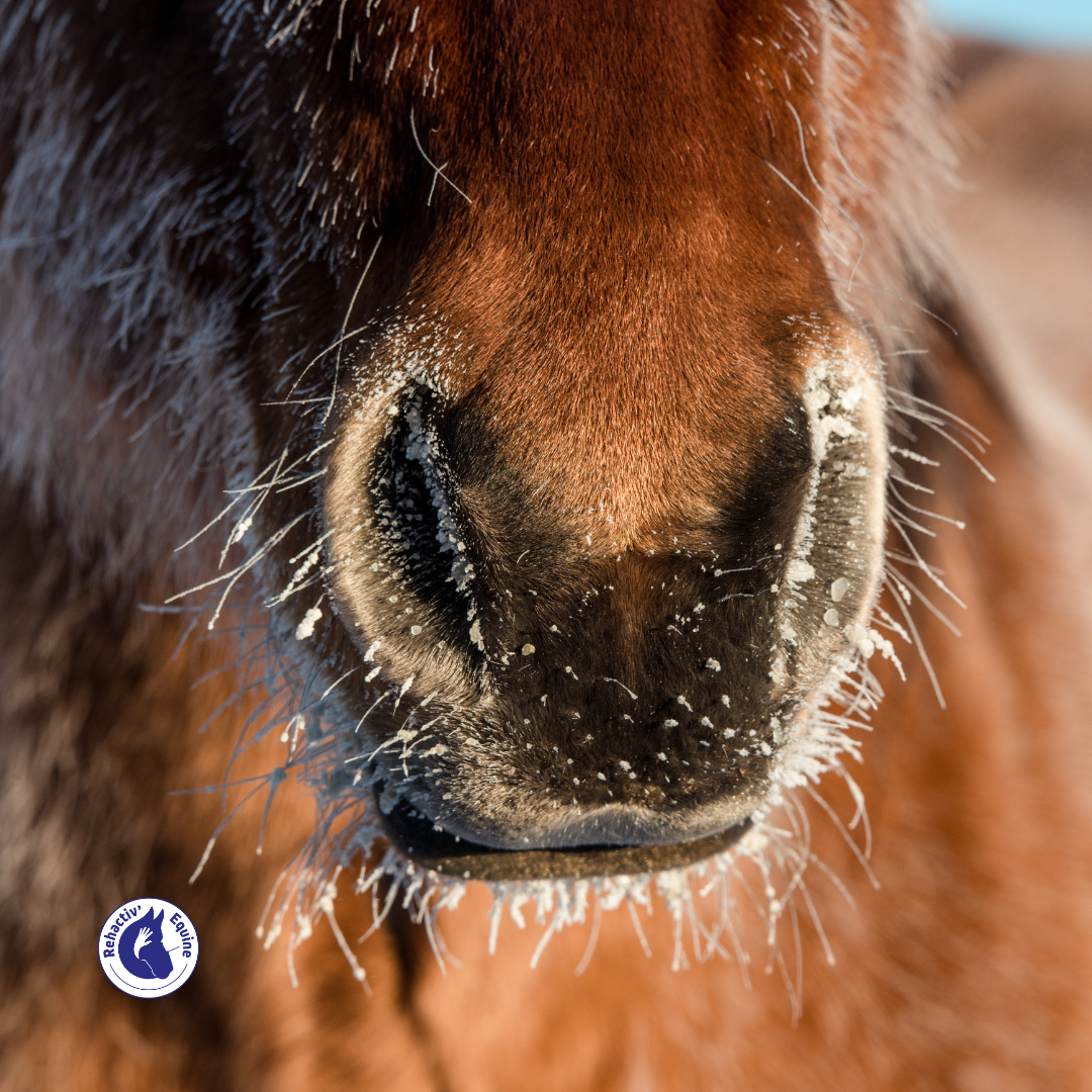 Échauffer son cheval l'hiver