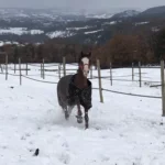 Cheval avec une couverture dans la neige