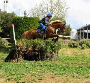 Les chevaux sont-ils travaillés assez intensément ?