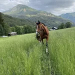 Ataxie chez le cheval