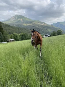 Ataxie chez le cheval