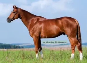 Position des muscles fléchisseurs chez le cheval