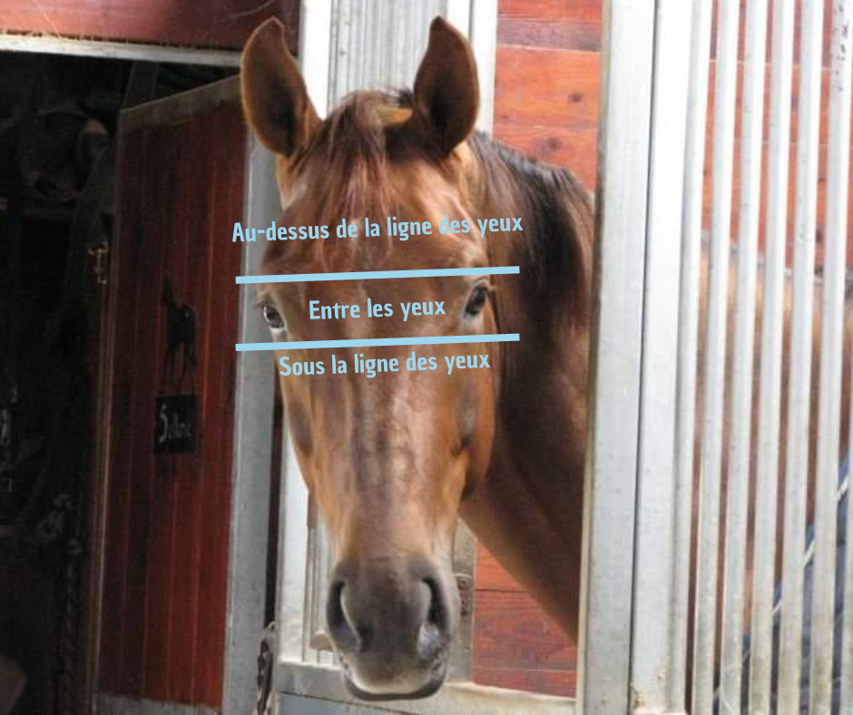 Différence d'hauteur de l'épi sur la tête de votre cheval