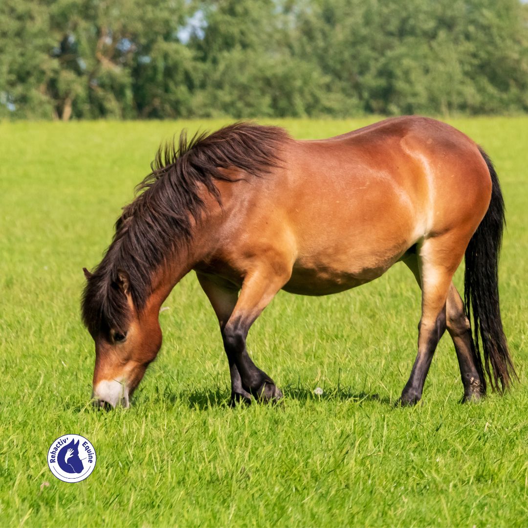 Cheval qui mange de l'herbe : apport en biotine