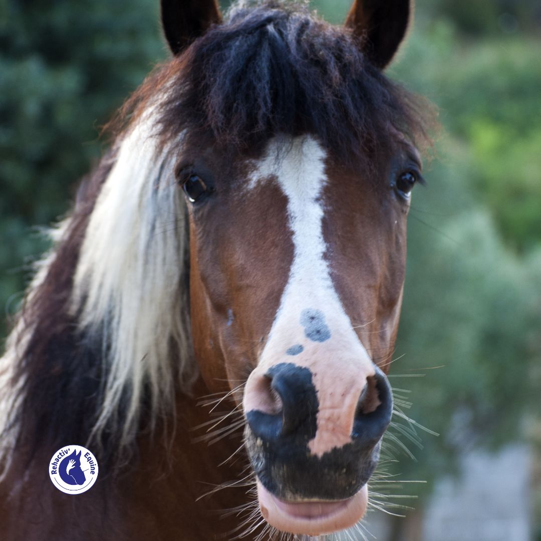 Le hoquet chez le cheval