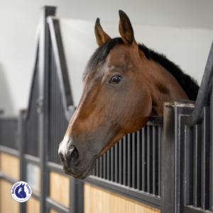 Le comportement de votre cheval au box