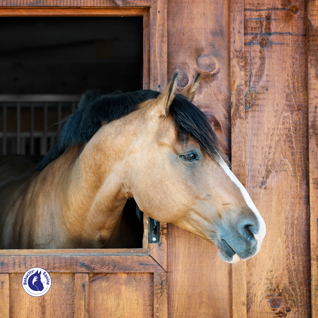 Cheval au box