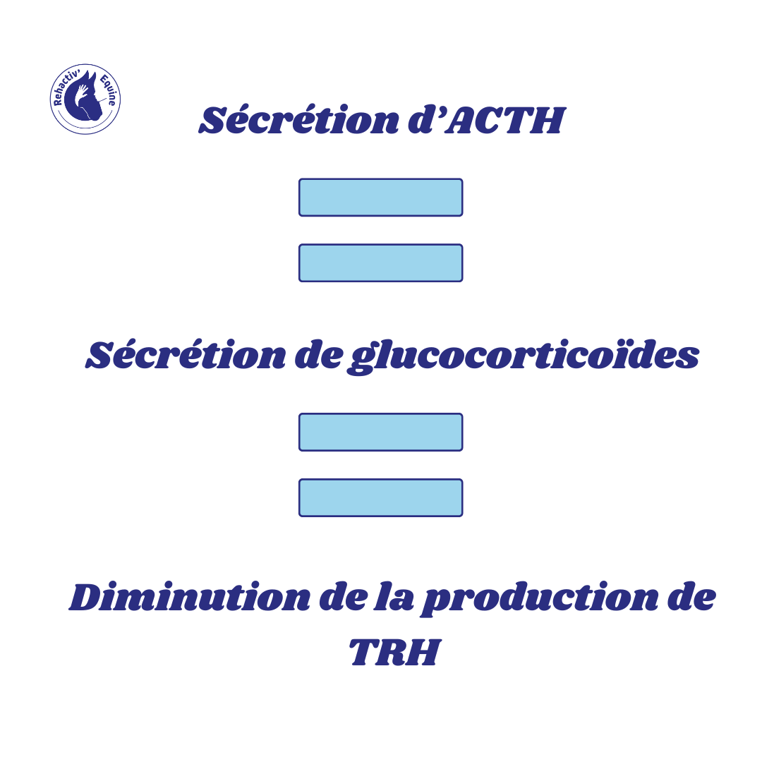 Les hormones de Cushing