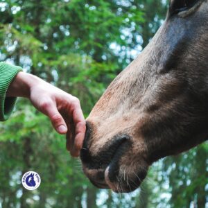 Ça y est, avec plus d'un an de retard, ma future recherche voit enfin le jour ! Enfin presque, car pour cela, j'ai besoin de vous ! Aidez les chevaux en participant à ce questionnaire !