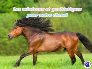 Cheval au poil brillant grâce à la micronutrition