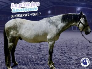 Cheval atteint du syndrome de kotwasser