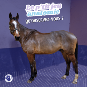 Observer la posture du cheval : le coup de hache