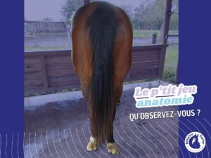 Cheval de dos : observation des muscles fessiers