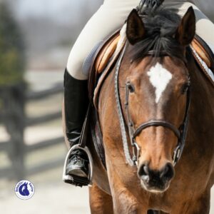 Cheval qui récupère au travail