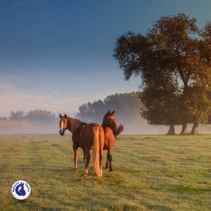 Chevaux au pré ayant des besoins en vitamines et minéraux