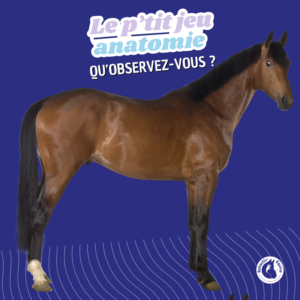 Observer son cheval à l'arrêt : les pectoraux