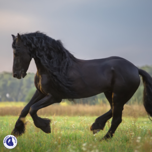 Ulcères du colon- rehactiv'Equine