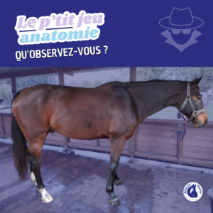 Observer le cheval - épaule surdéveloppée