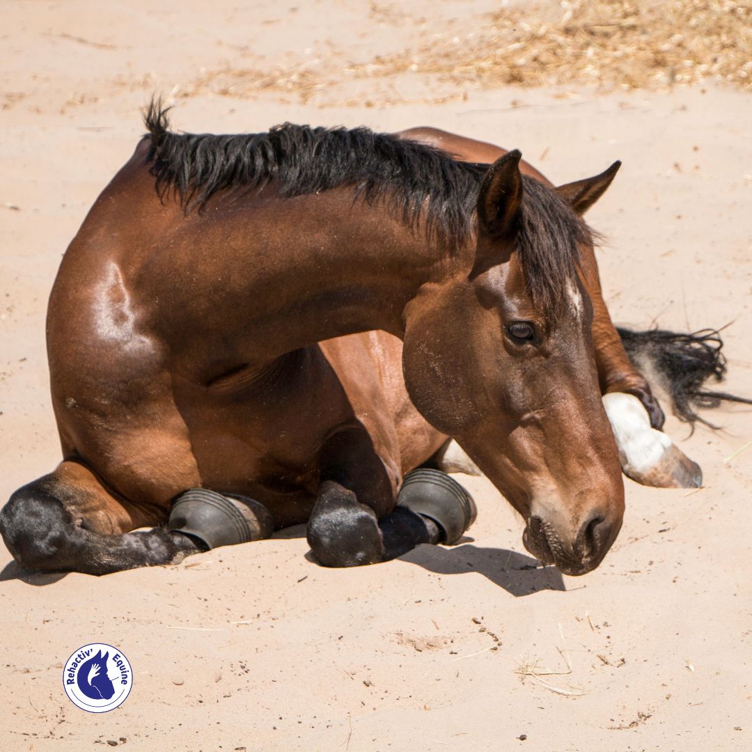 Cheval couché dans le sable