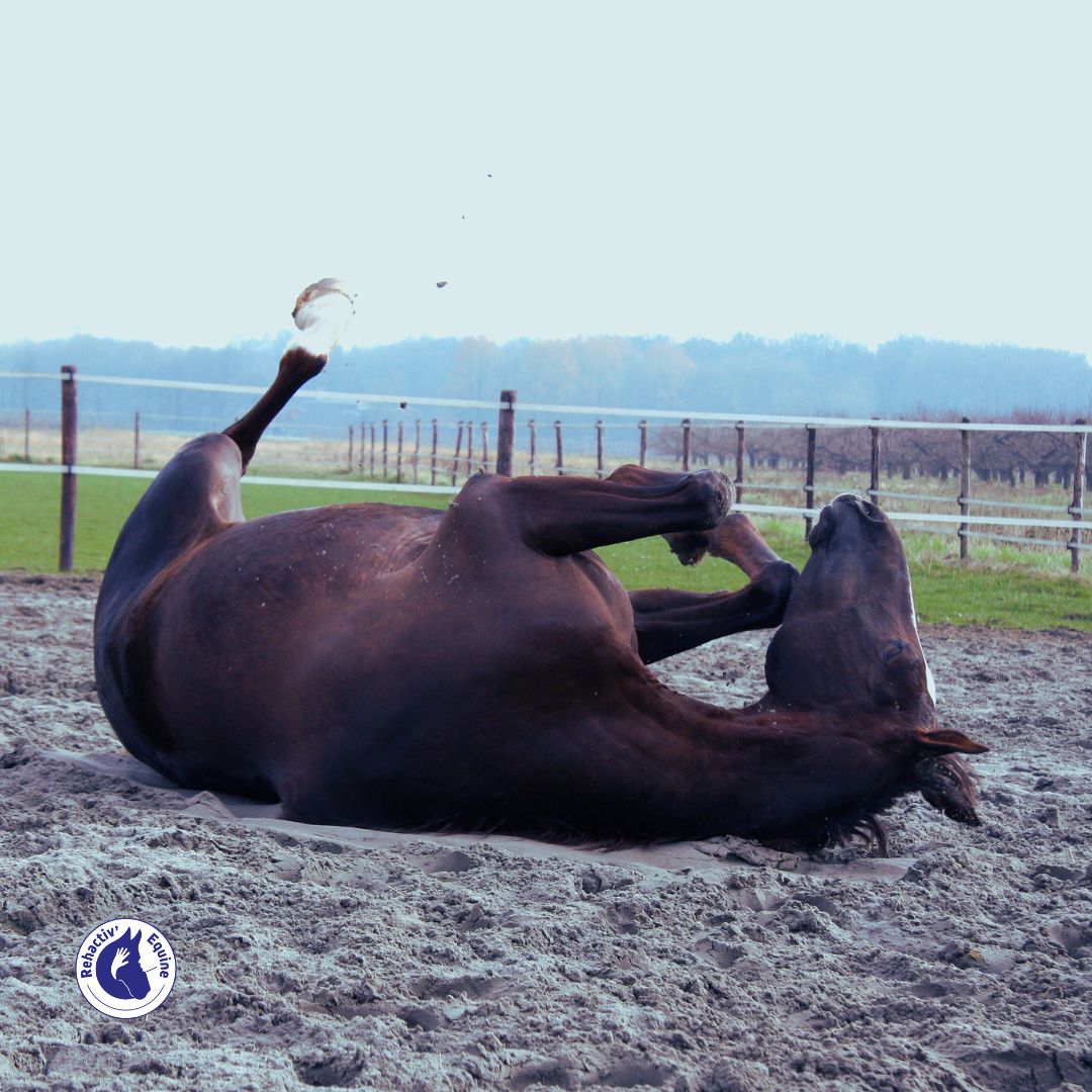 Cheval qui se roule, signe de coliques ?