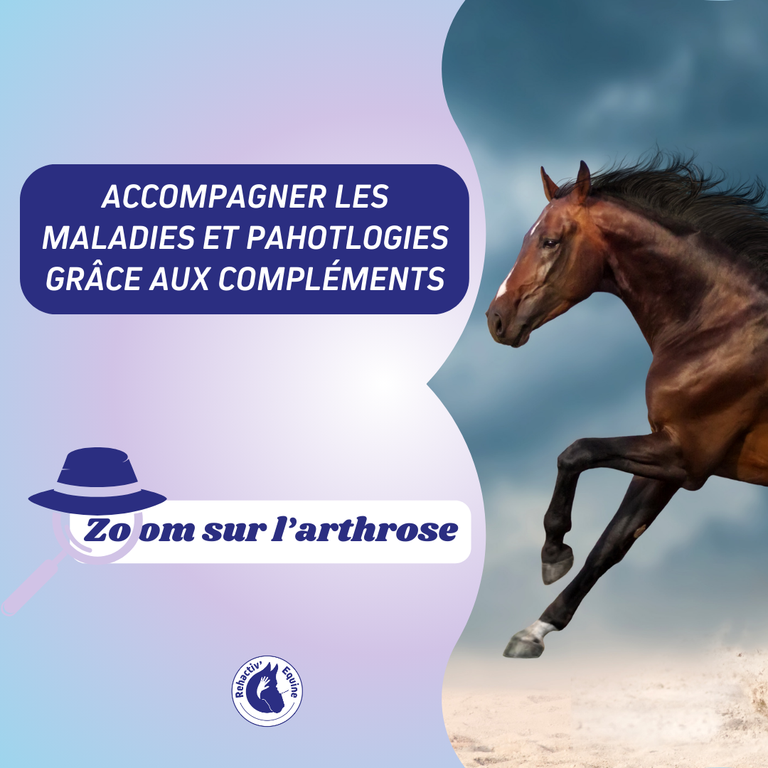 Arthrose : accompagner son cheval