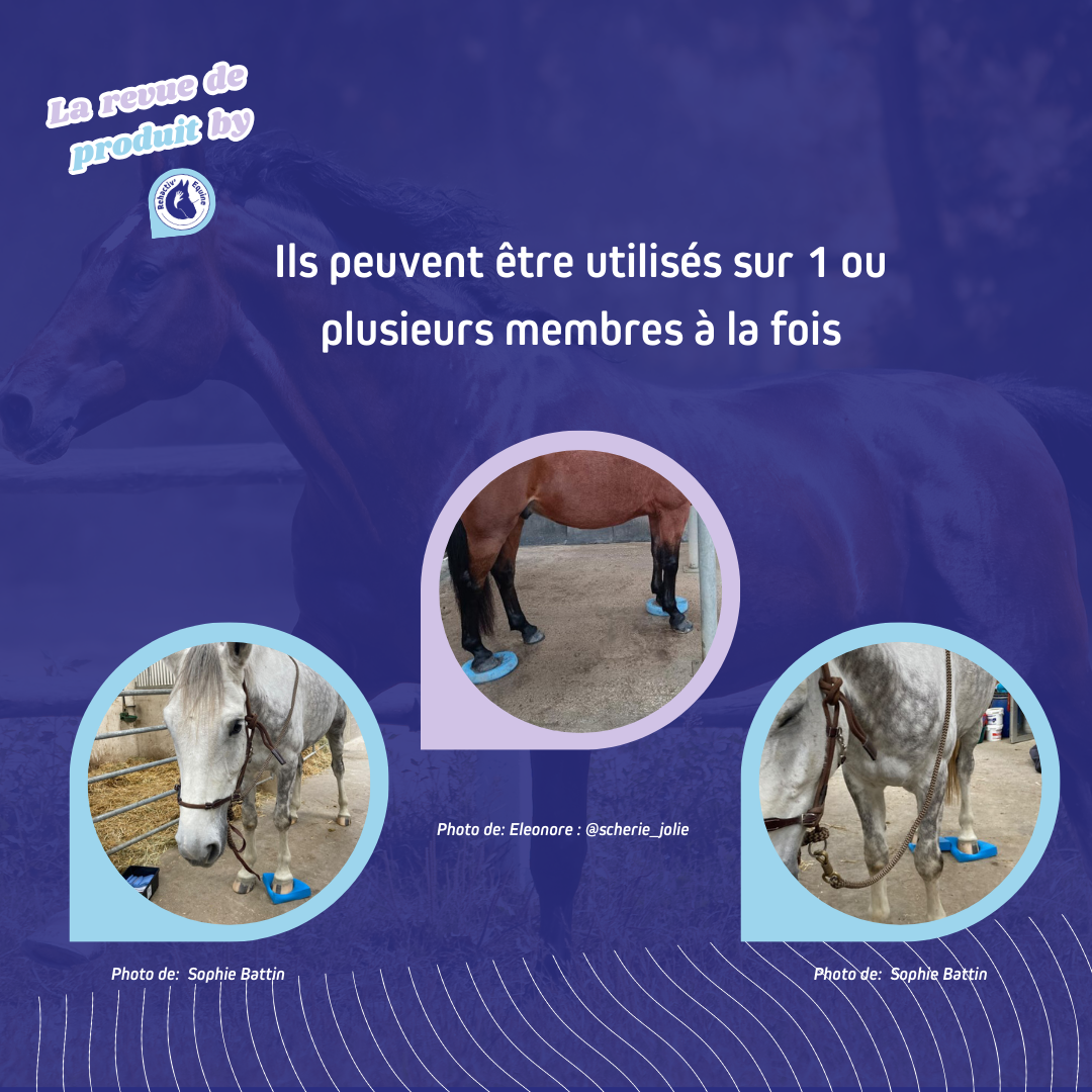 Utilisation des pads de stabilité pour chevaux