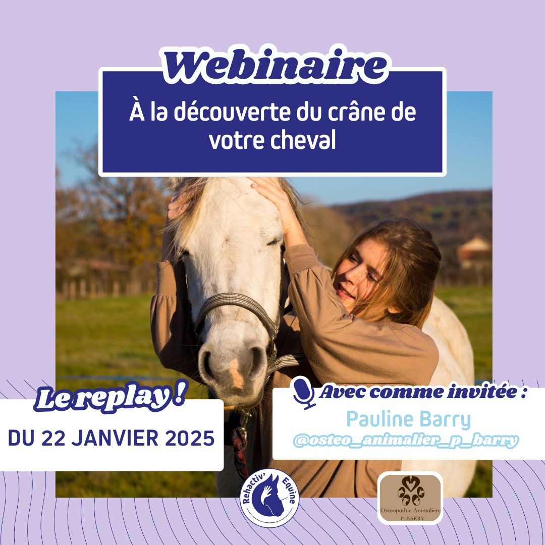 Webinaire : à la découverte du crâne du cheval